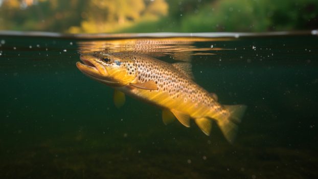 Trucha marrón alimentándose justo bajo la superficie del río, en la llamada pulgada mágica donde toman las emergentes.